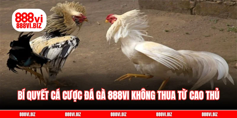 Bí quyết cá cược đá gà 888vi không thua từ cao thủ
